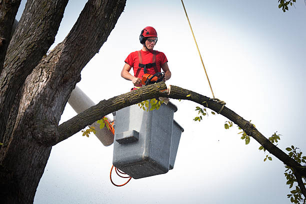  Adrian, MI Tree Service Pros